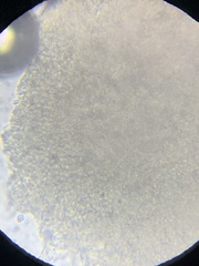 Pseudobaeospora