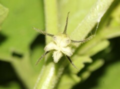 Physalis nicandroides