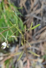 Dontostemon integrifolius
