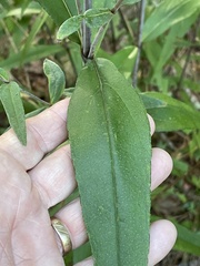 Helianthus laevigatus