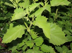 Physalis nicandroides