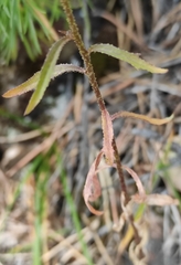 Dontostemon integrifolius