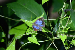 Arhopala japonica