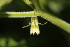 Physalis nicandroides