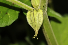 Physalis nicandroides