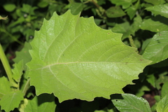 Physalis nicandroides