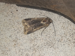 Noctuinae