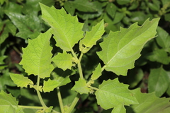Physalis nicandroides