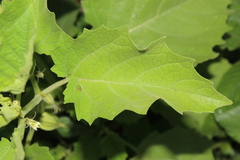Physalis nicandroides