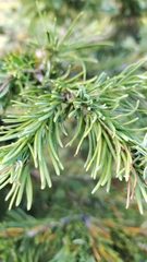 Abies lasiocarpa