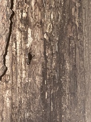 Velarifictorus micado