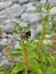 Bombus vosnesenskii