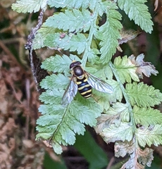 Syrphus opinator
