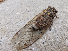 Cicada barbara