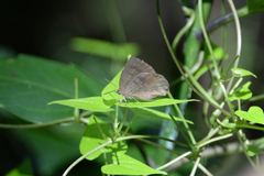 Arhopala japonica