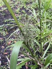 Coleataenia rigidula