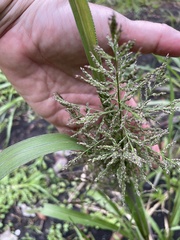 Coleataenia rigidula