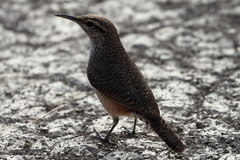 Salpinctes obsoletus