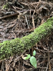 Pseudisothecium stoloniferum