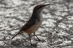 Salpinctes obsoletus