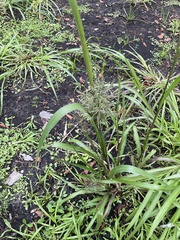 Coleataenia rigidula