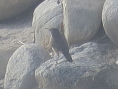 Salpinctes obsoletus