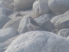 Salpinctes obsoletus