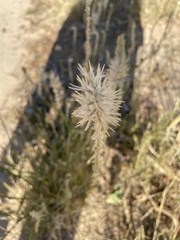 Ptilotus polystachyus
