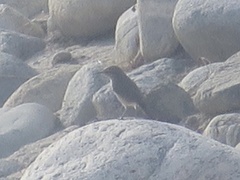 Salpinctes obsoletus