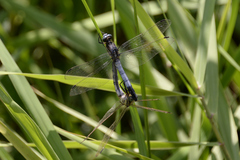 Orthetrum albistylum speciosum