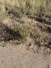 Ptilotus polystachyus