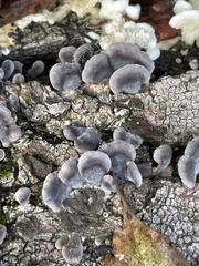 Trametes versicolor
