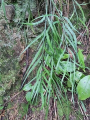 Asplenium flaccidum