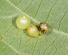 Caryomyia leviglobus