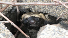 Galictis cuja