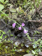 Physostegia purpurea