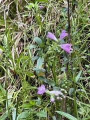 Physostegia purpurea