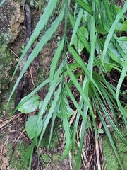Asplenium flaccidum