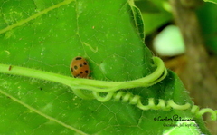 Epilachna tredecimnotata