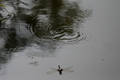Pseudothemis zonata