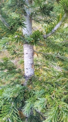Abies lasiocarpa