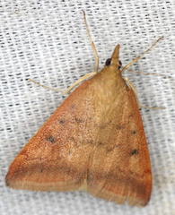 Pyrausta fodinalis