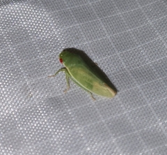 Acusana