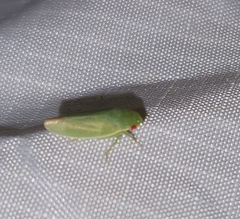 Acusana
