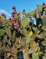 Opuntia oricola