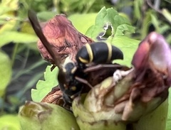 Parancistrocerus fulvipes