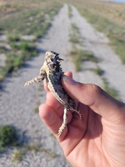 Phrynosoma cornutum