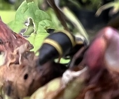 Parancistrocerus fulvipes