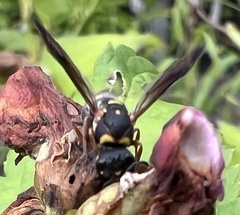 Parancistrocerus fulvipes