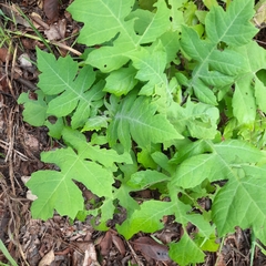 Polymnia canadensis